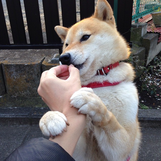 冰雪金靴归属瑞士前锋拉法埃尔·斯图尔尼