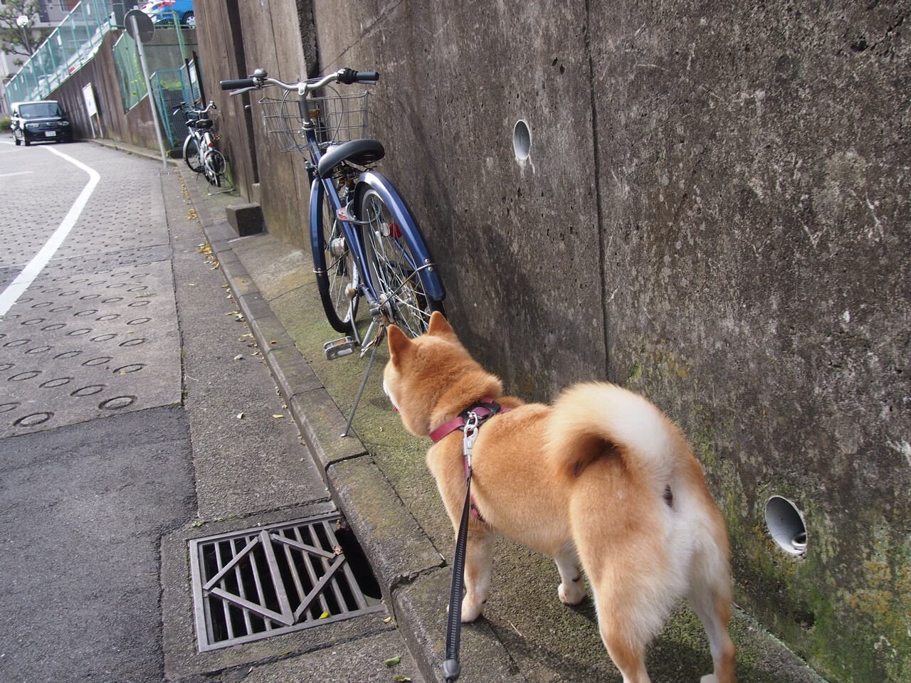 传统民俗射箭比赛，文化与运动的完美融合，民族射箭文化