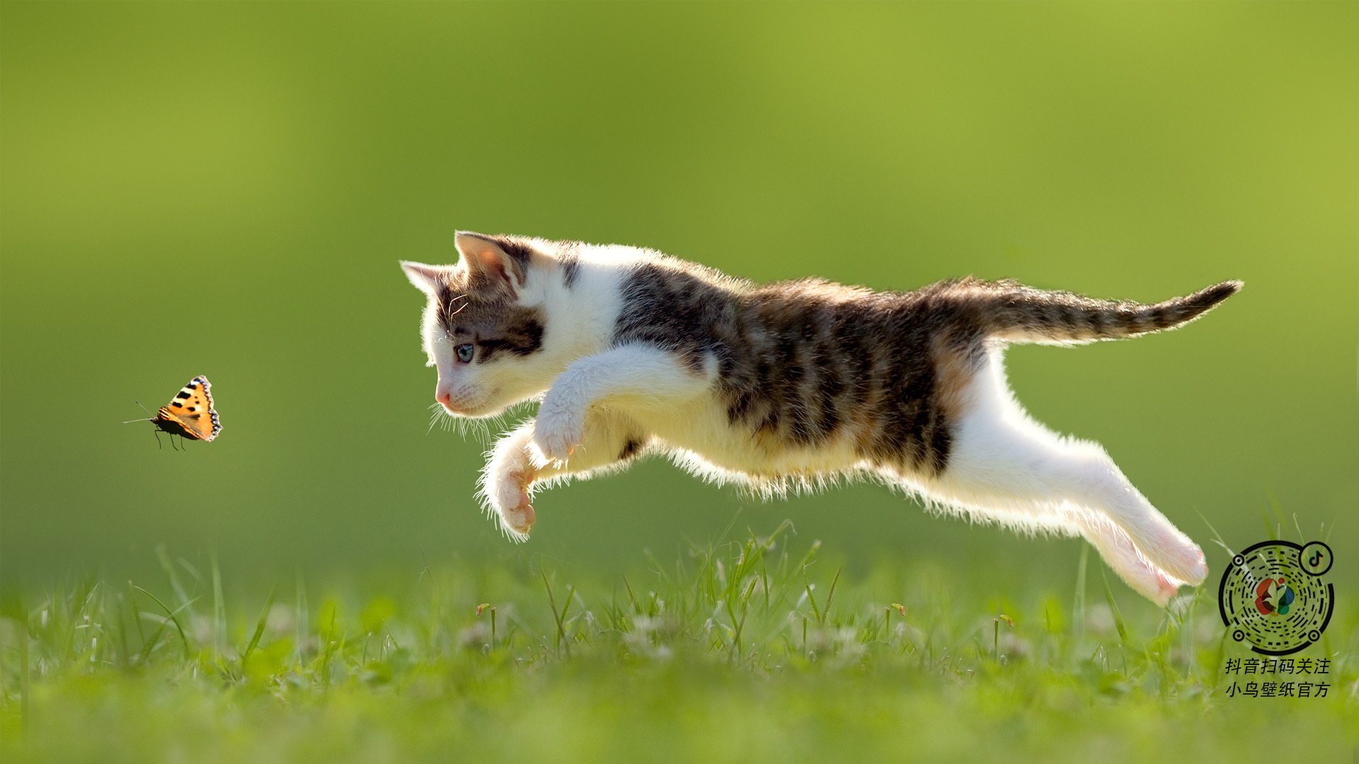 开云体育全站-塞内加尔马术协会与国际马术联合会合作，举办国际马术交流活动，促进技术交流。